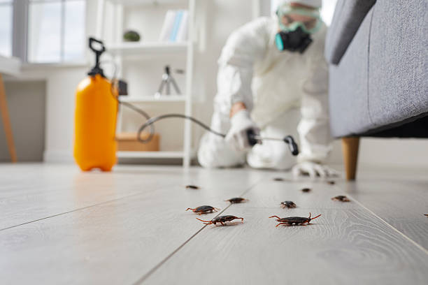 Affordable Termite Control solutions in Lake Arrowhead, ME